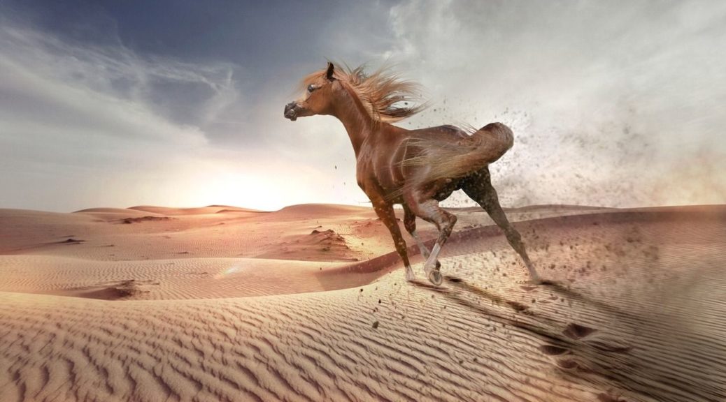 Koń Arabski