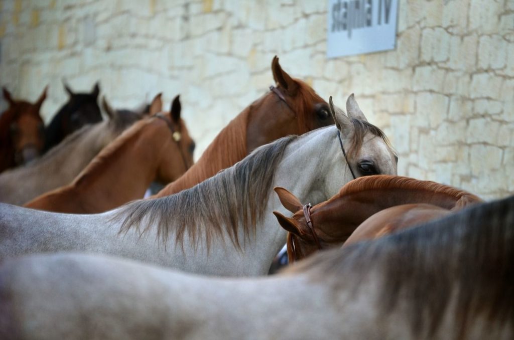 Konie arabskie