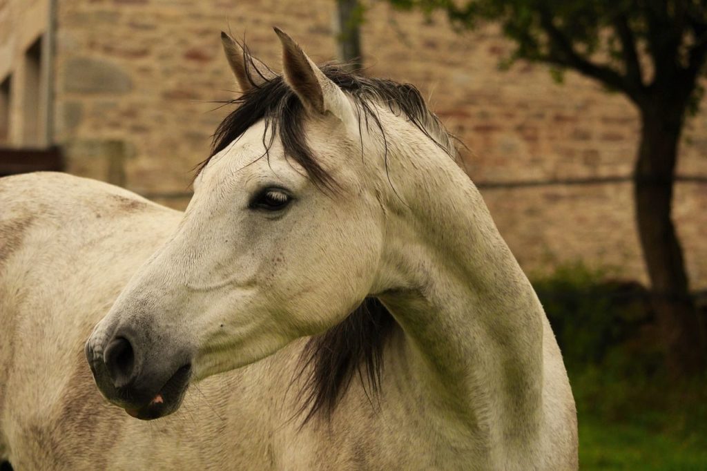 Biały koń arabski