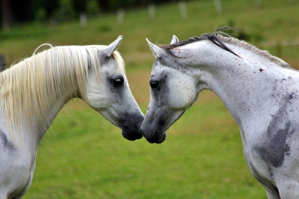 Dwa konie Arabskie